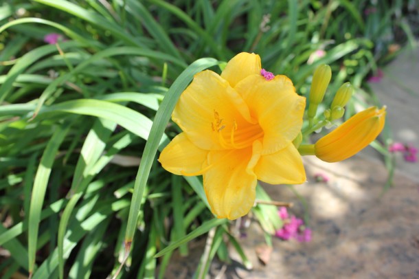 lilly